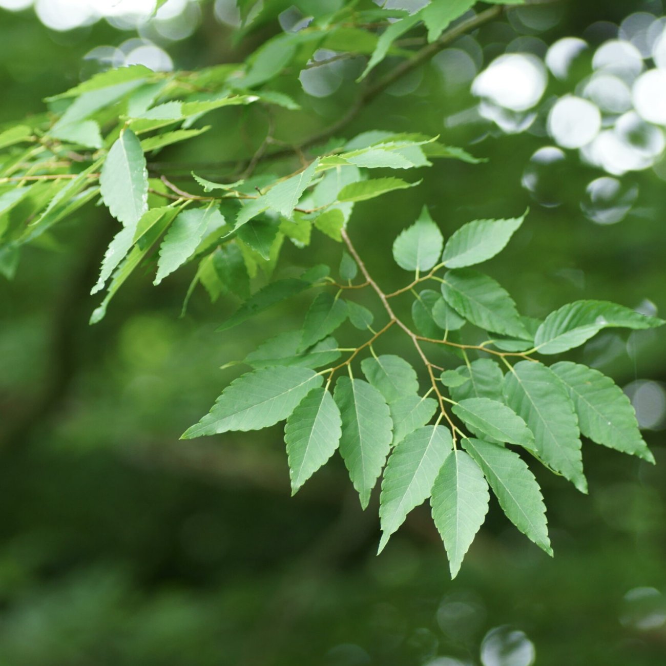Obrázok Zelkova ostrolistá (Zelkova serrata) - výška 40-60 cm, kont. C3L